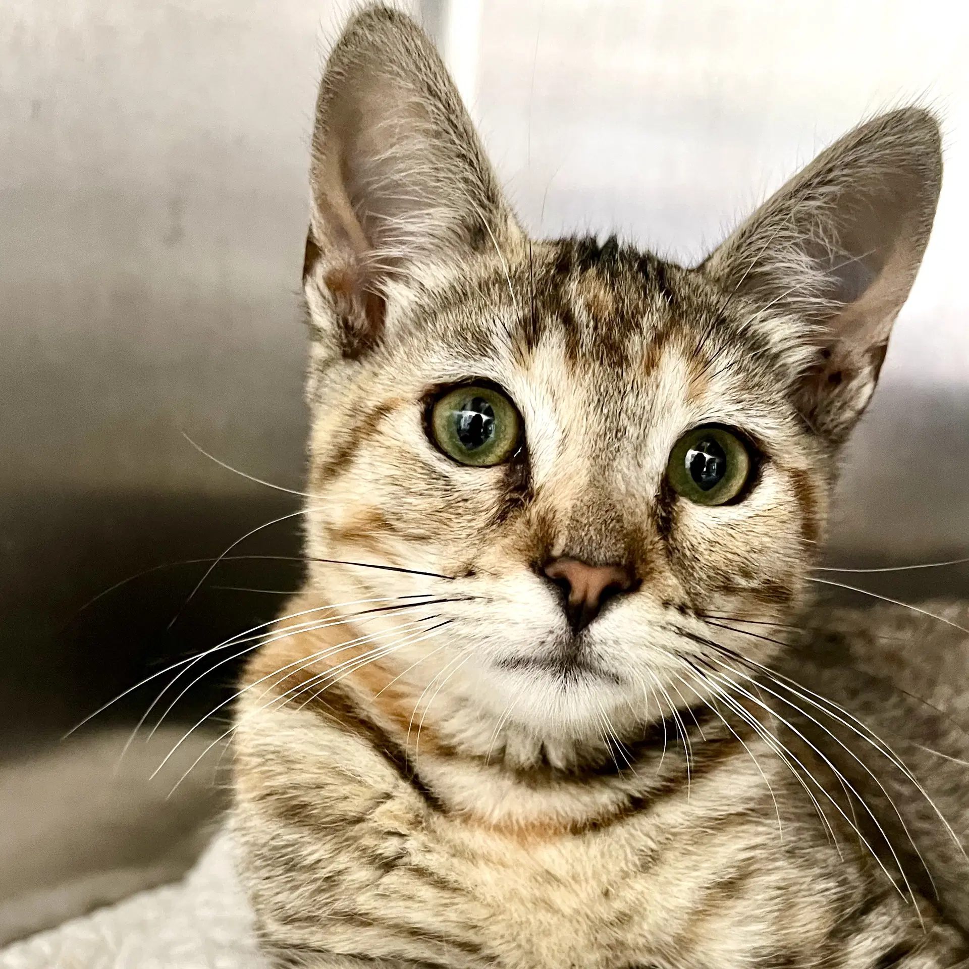 Pheobe Bonded W Zelda - Domestic Short Hair