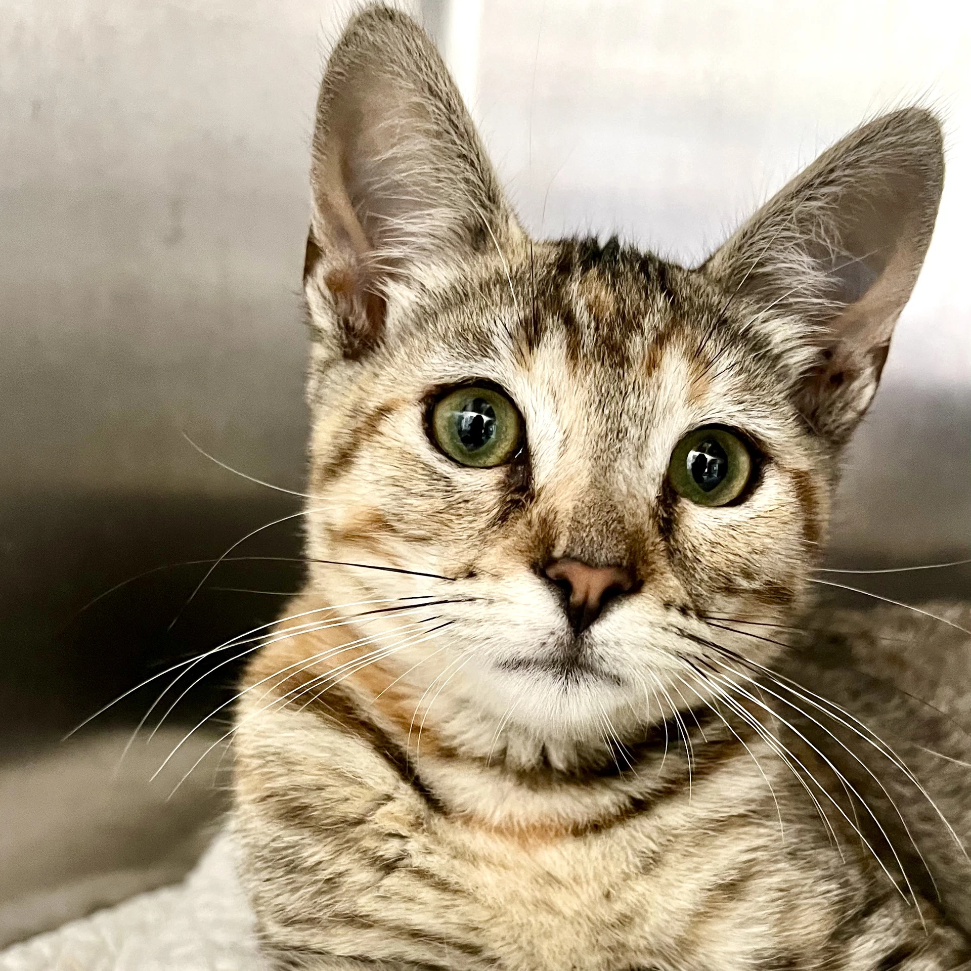 Pheobe Bonded W Zelda