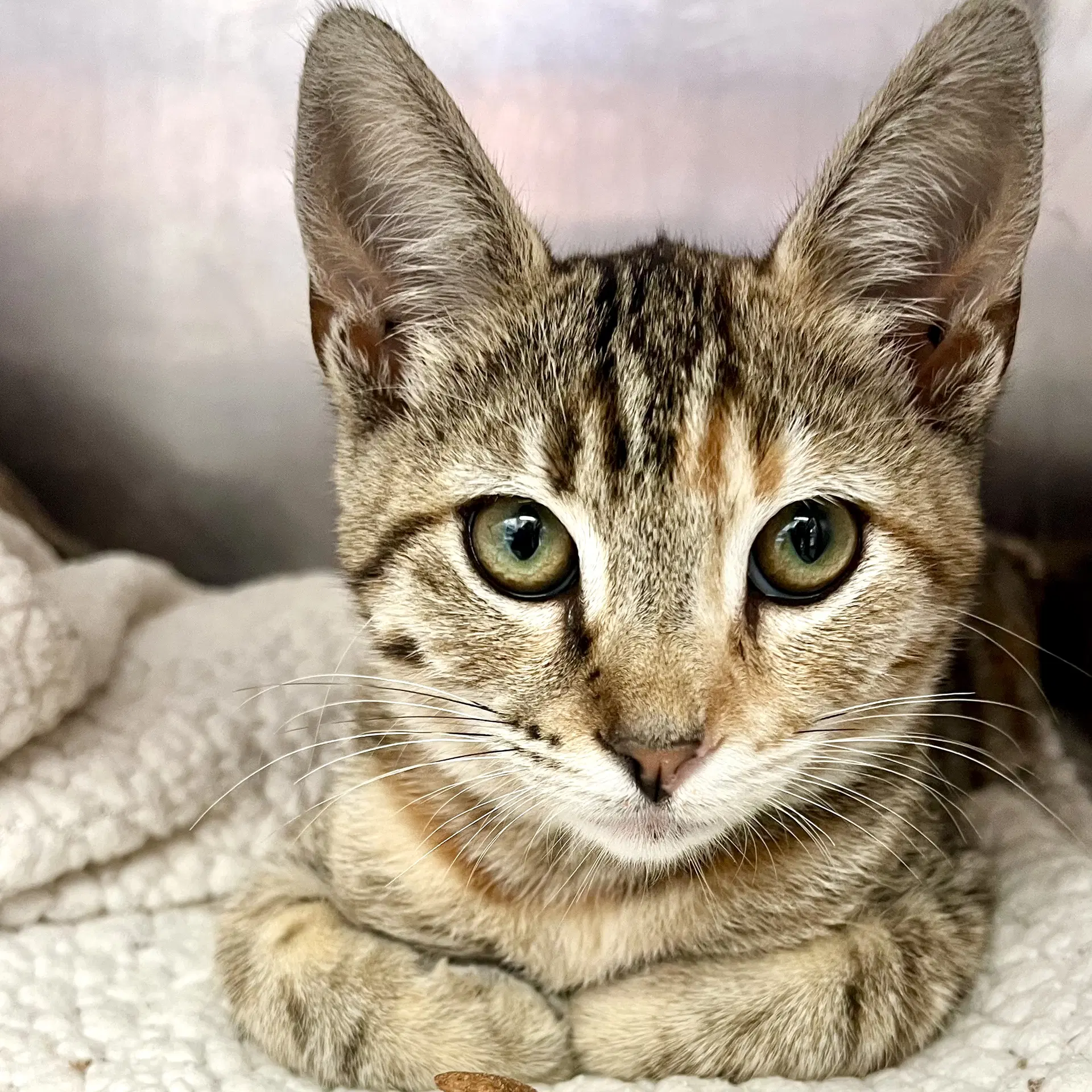 Zelda Bonded W Pheobe - Domestic Short Hair