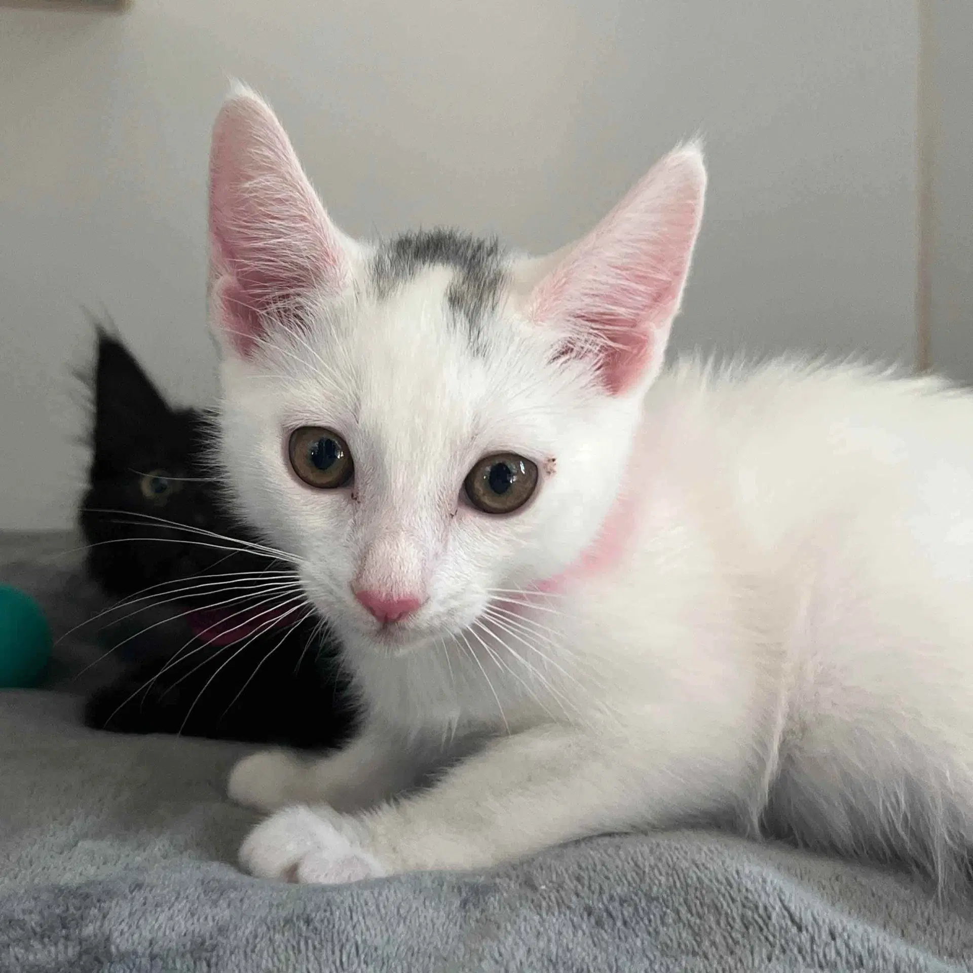 Cassie Bonded W Diego - Domestic Medium Hair