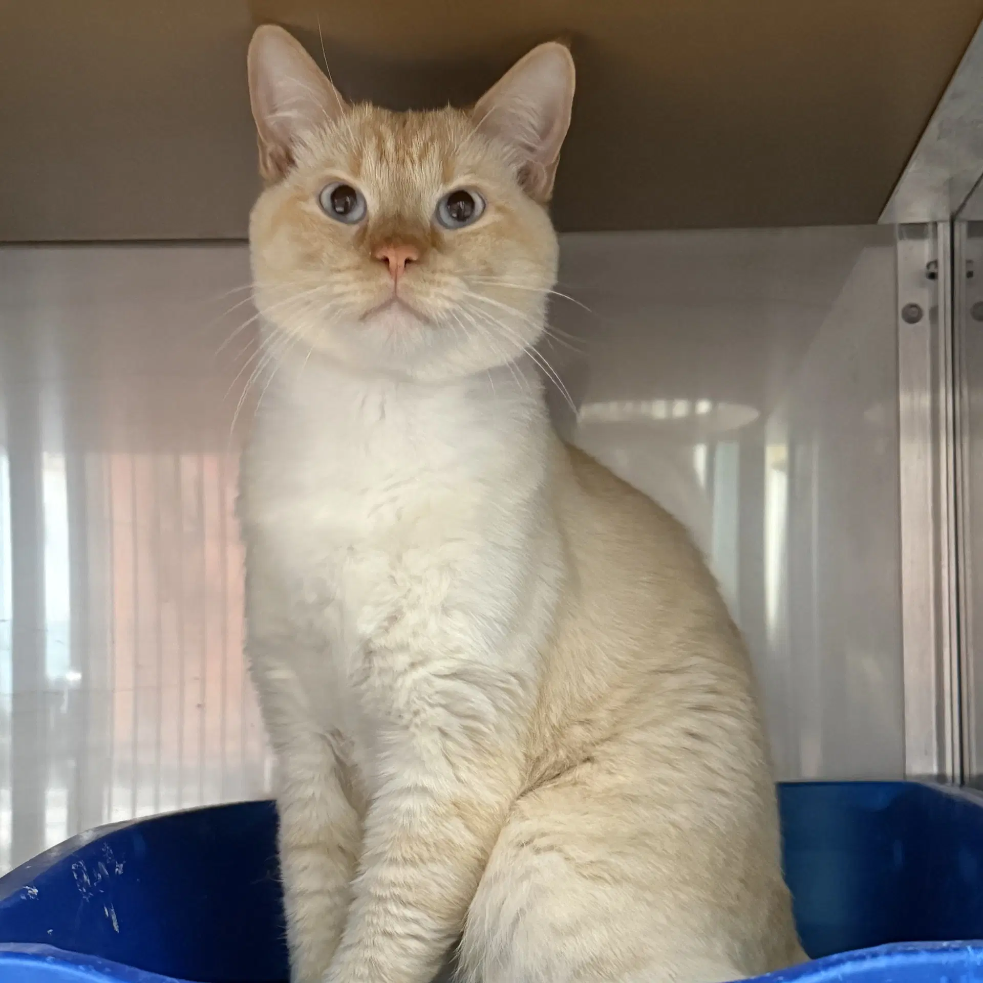 Bao - Domestic Short Hair