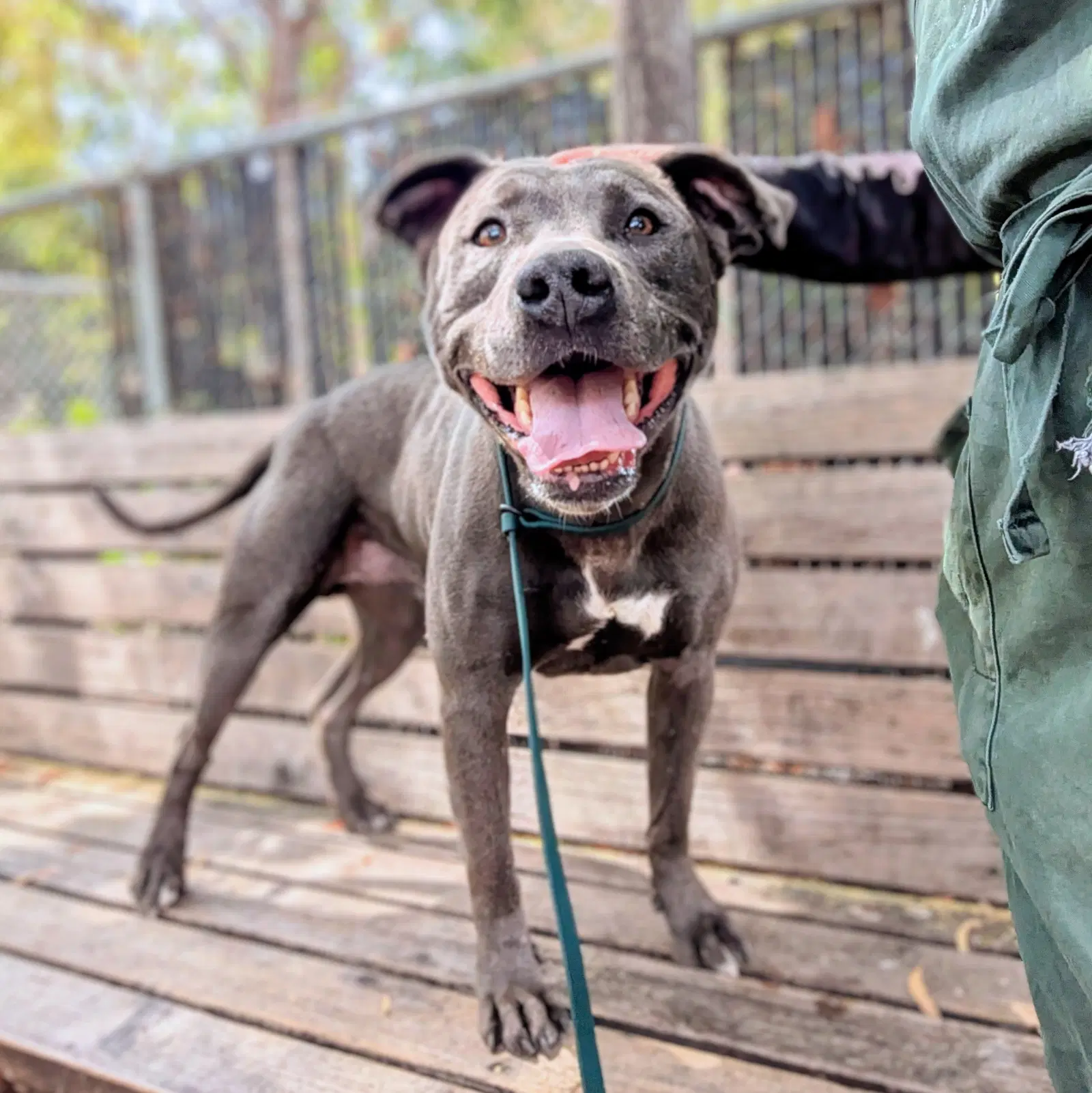 Orville - American Pit Bull Terrier