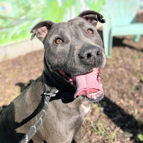Orville, a dog for adoption from Oakland Animal Services