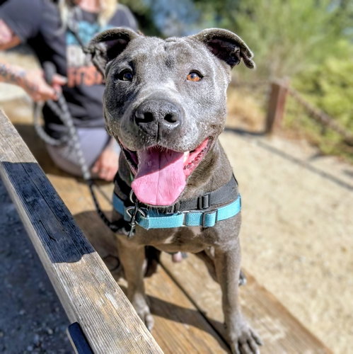 Orville, American Pit Bull Terrier / Mixed