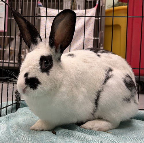 Clue, a rabbit for adoption from Oakland Animal Services