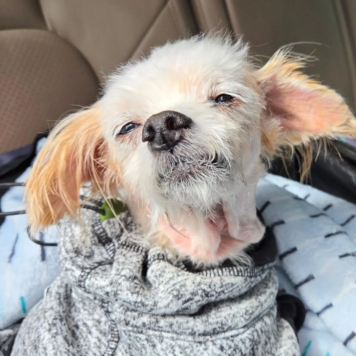 Portia - Maltese
