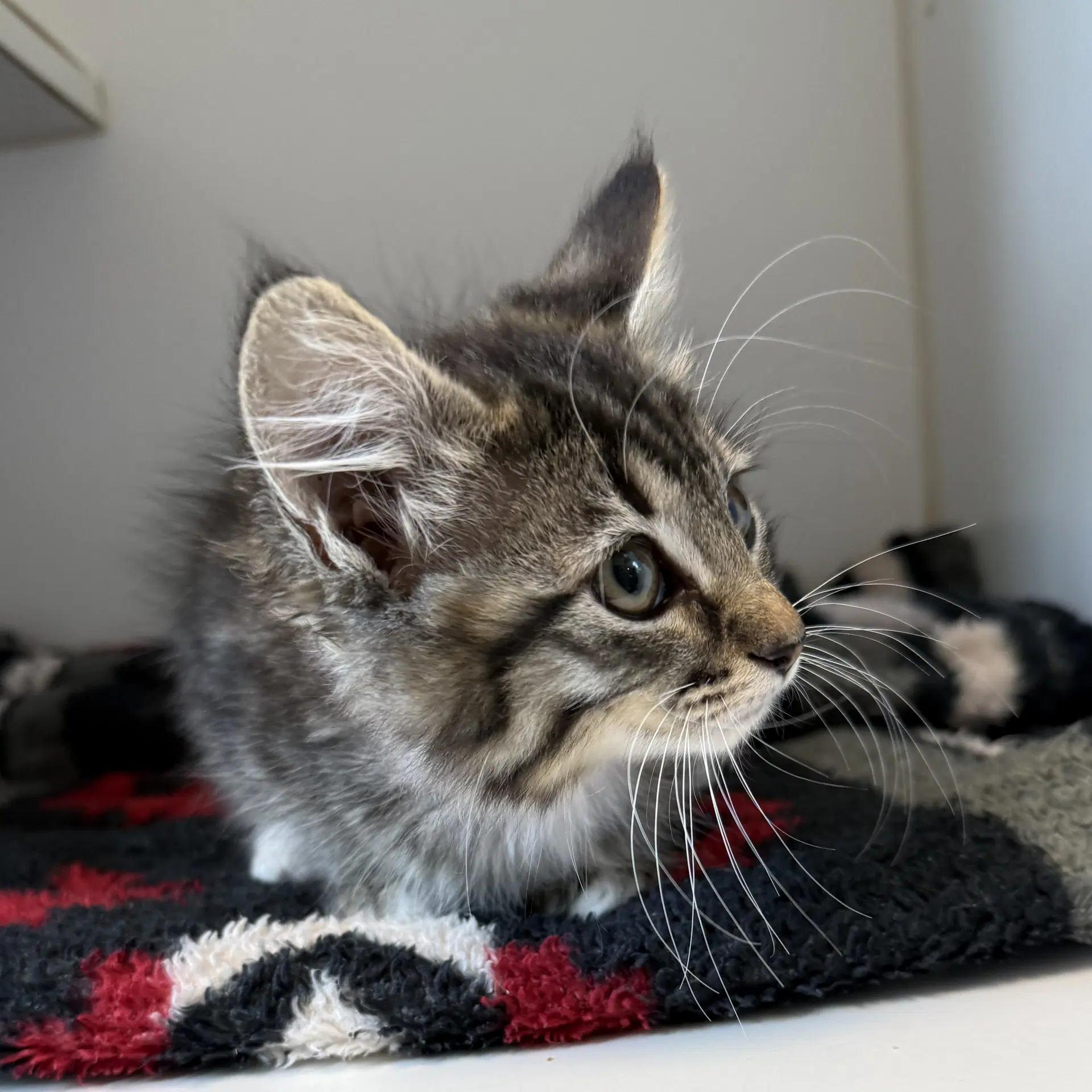 Lynx Bonded W Leo - Domestic Short Hair