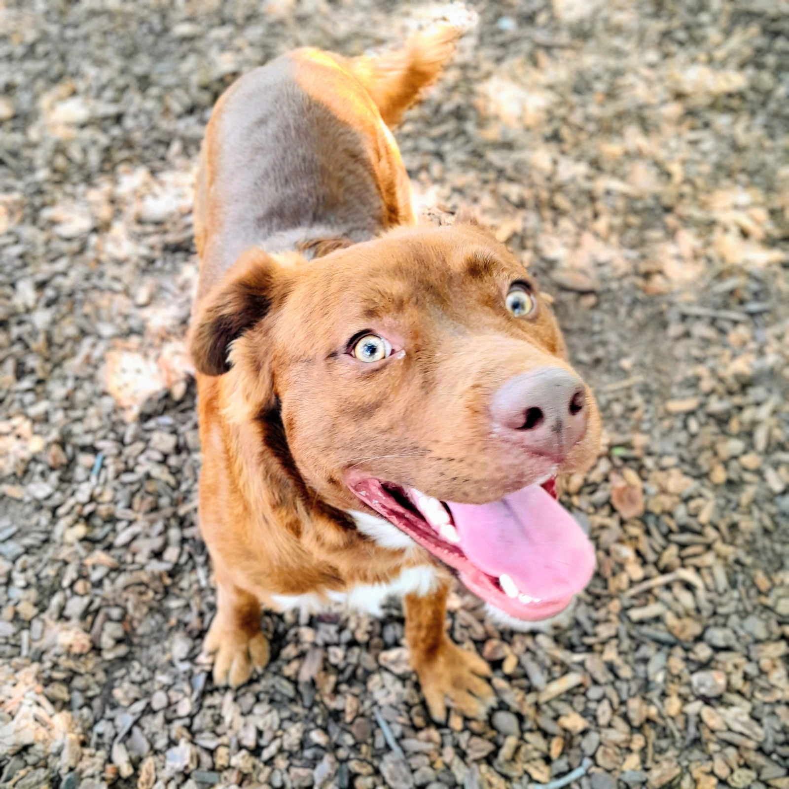 Rusty