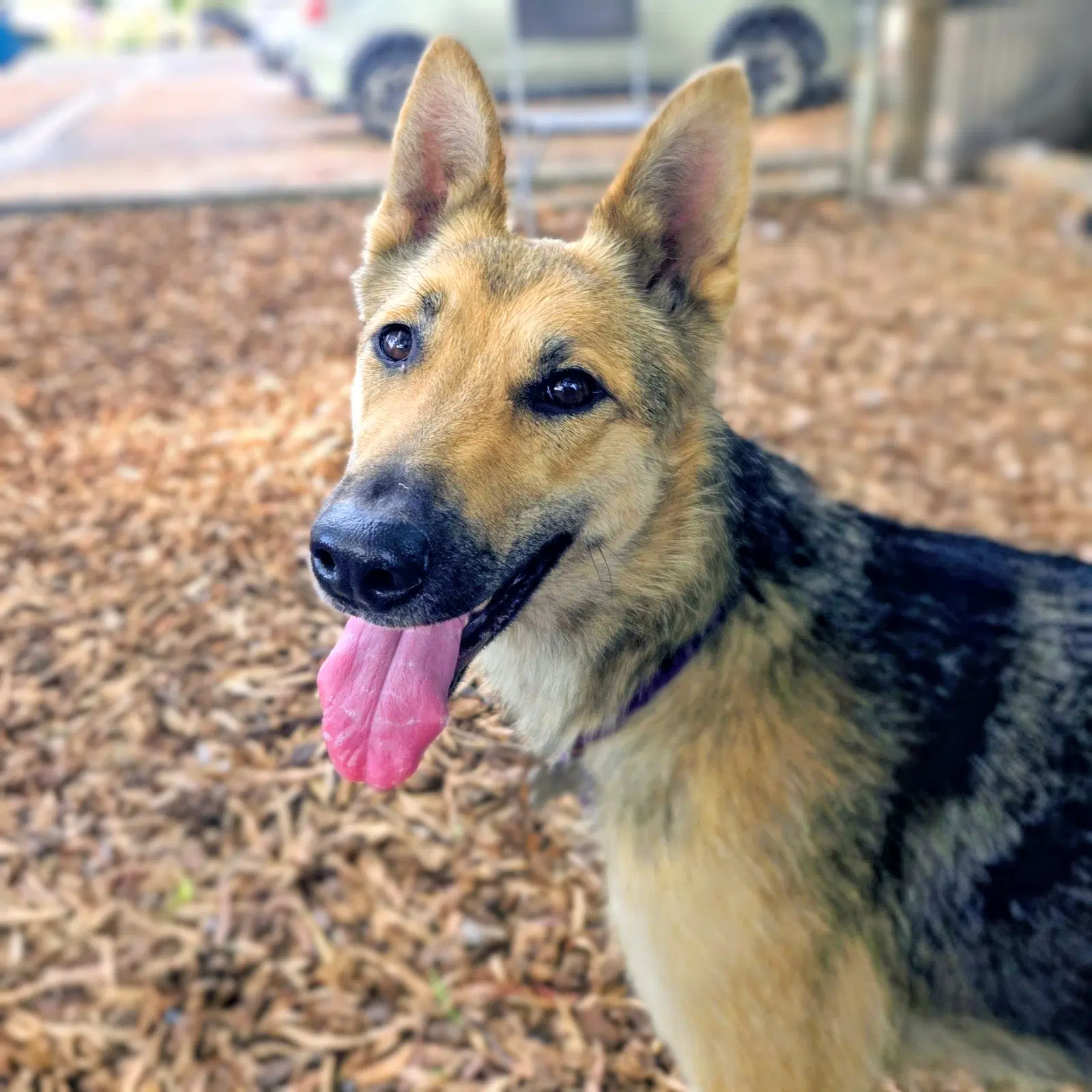 Petal - German Shepherd Dog