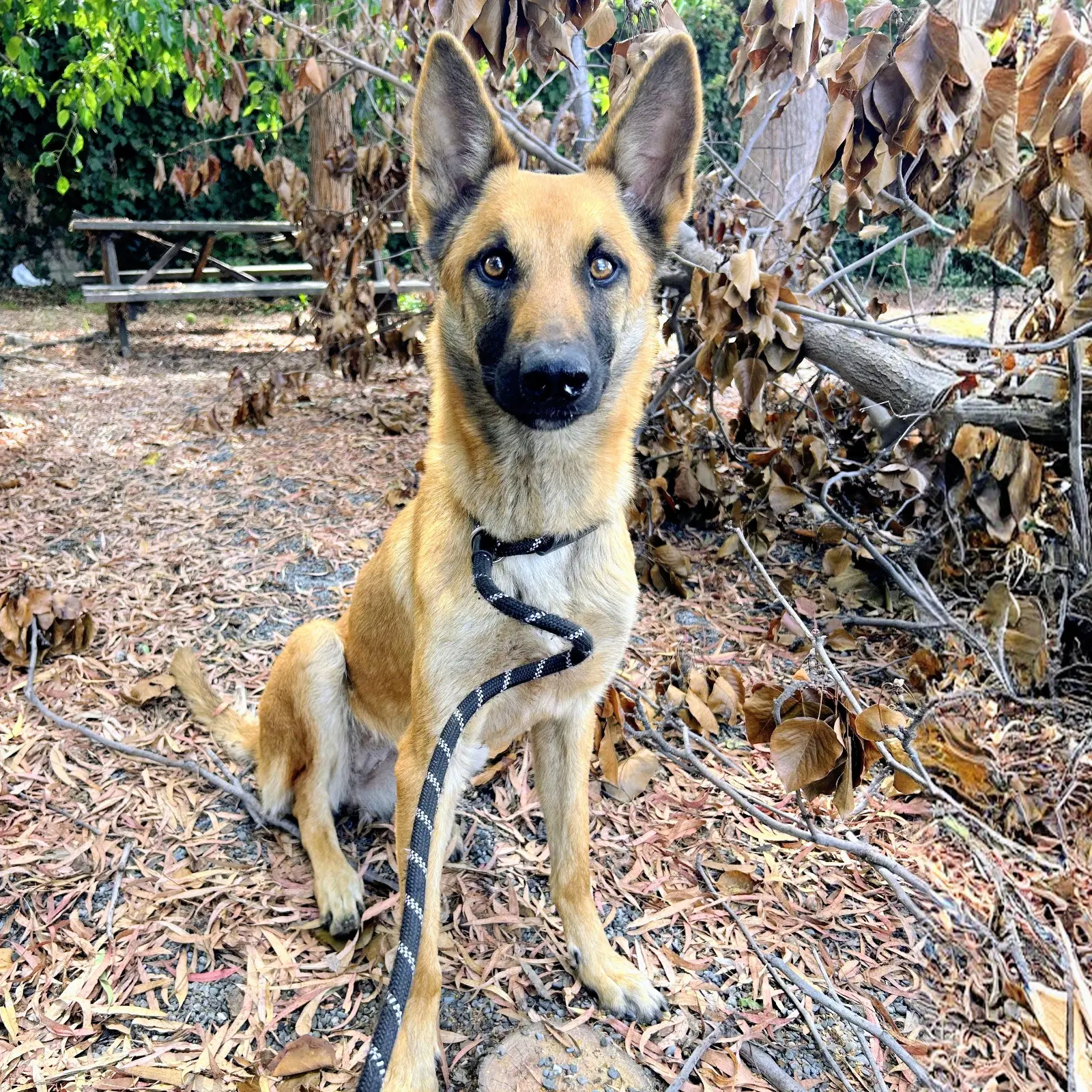 Cinnamon image 2