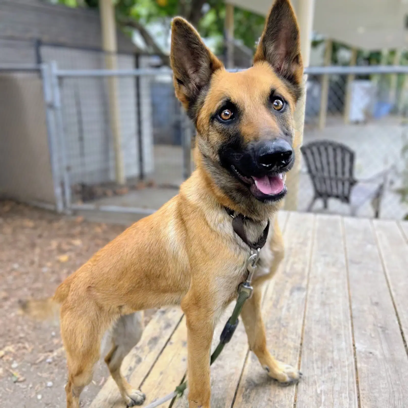 Cinnamon - Belgian Shepherd Malinois
