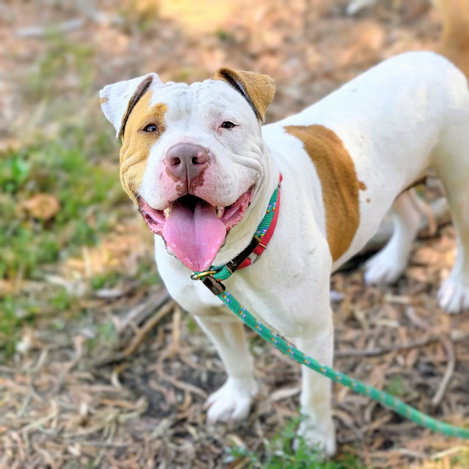 Pavlova - Pit Bull Terrier