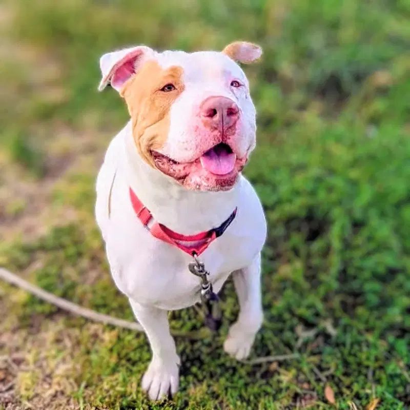 Pavlova - Pit Bull Terrier