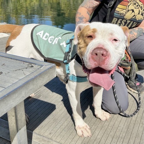 Pavlova, Pit Bull Terrier / Mixed