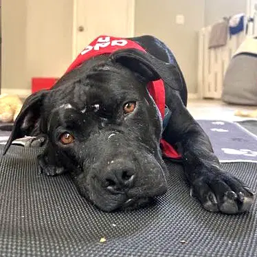 Griffin - Pit Bull Terrier