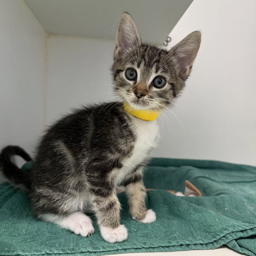 Olga, a cat for adoption from Oakland Animal Services