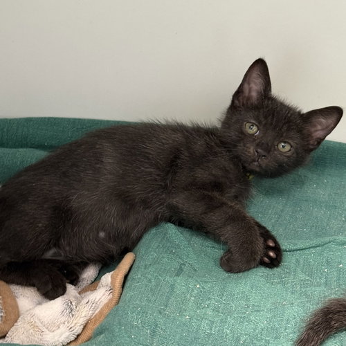 Masha, a cat for adoption from Oakland Animal Services
