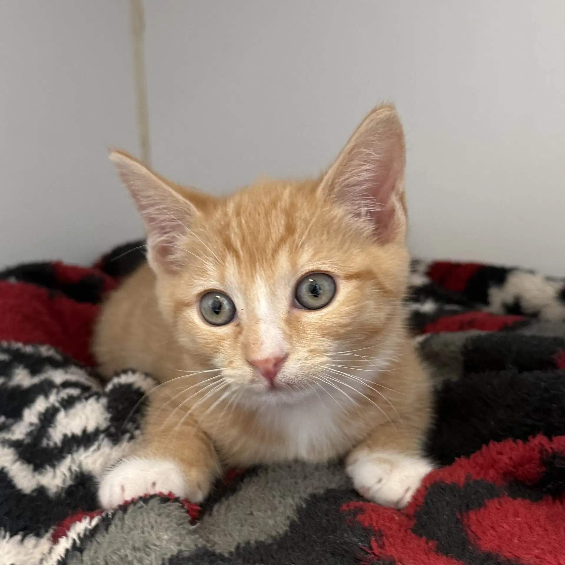 Leo Bonded W Lynx - Domestic Short Hair