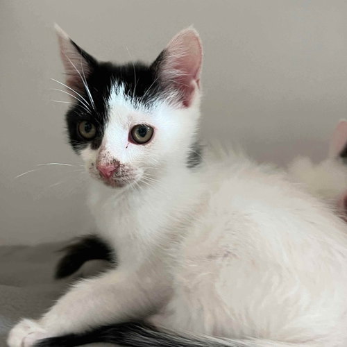 Oreo, a cat for adoption from Oakland Animal Services