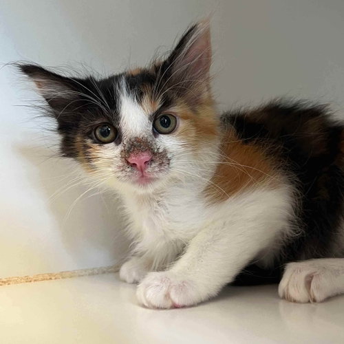 Parfait, a cat for adoption from Oakland Animal Services