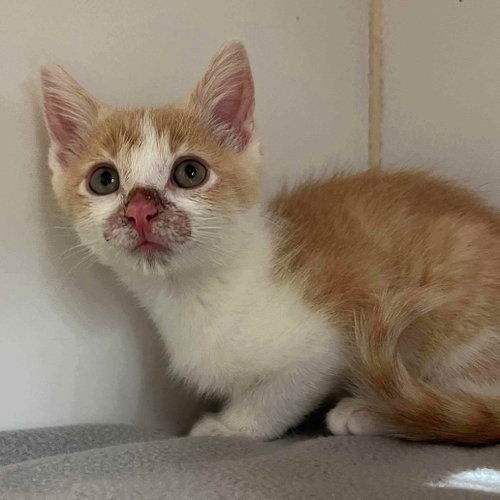 Creamsicle, a cat for adoption from Oakland Animal Services