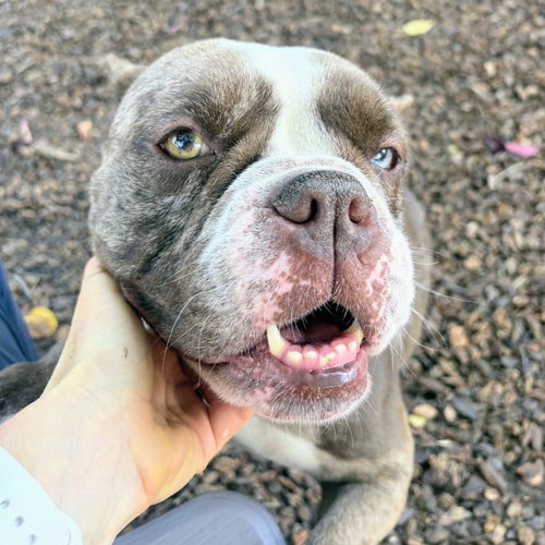 Pearl, Bulldog / Mixed