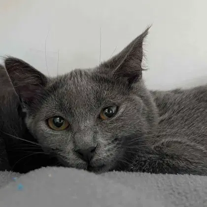 Izzy Bonded W Bee - Domestic Short Hair