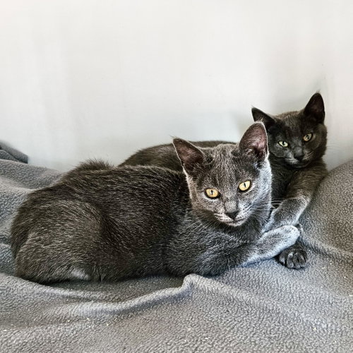 Izzy (bonded w/ Bee), Domestic Short Hair / Mixed