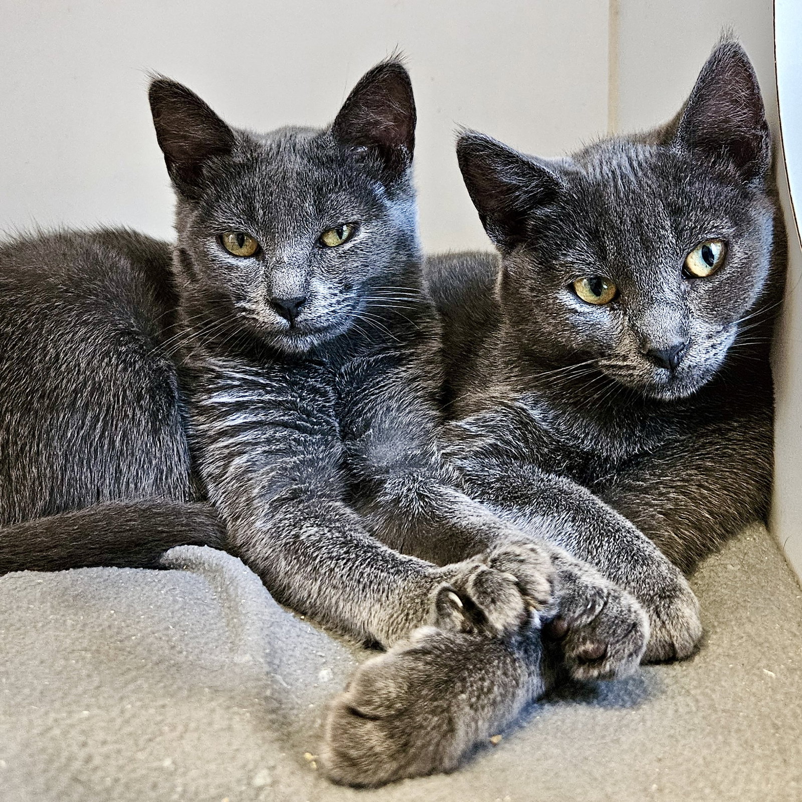 Izzy (bonded w/ Bee)