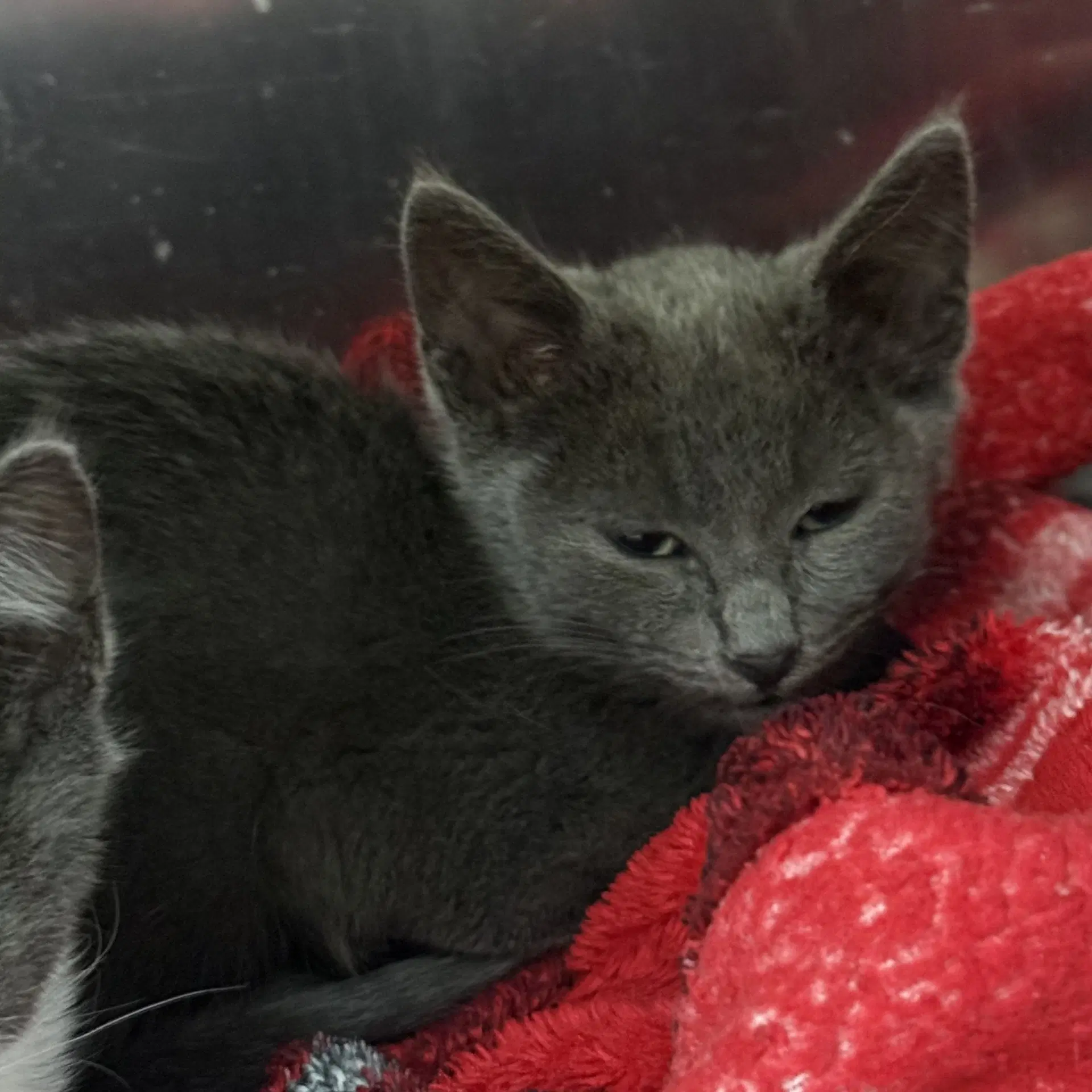 Mint Bonded W Julep - Domestic Short Hair
