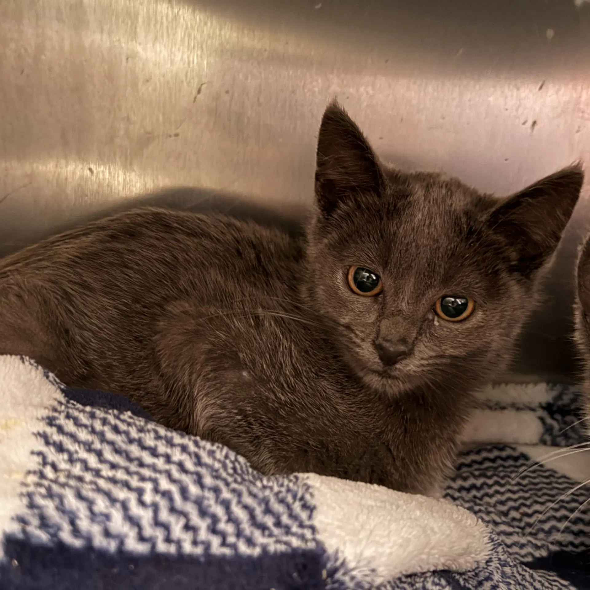 Odo Bonded W Kira - Domestic Short Hair