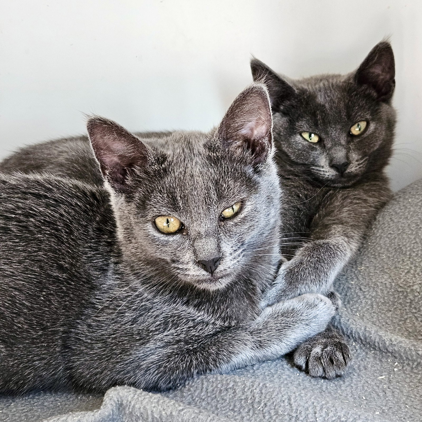 Bee (bonded w/ Izzy)