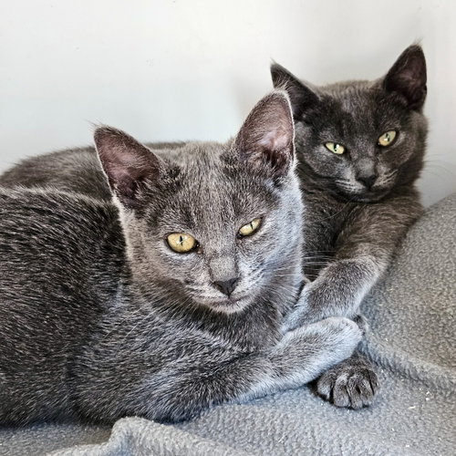 Bee (bonded w/ Izzy), Domestic Short Hair / Mixed