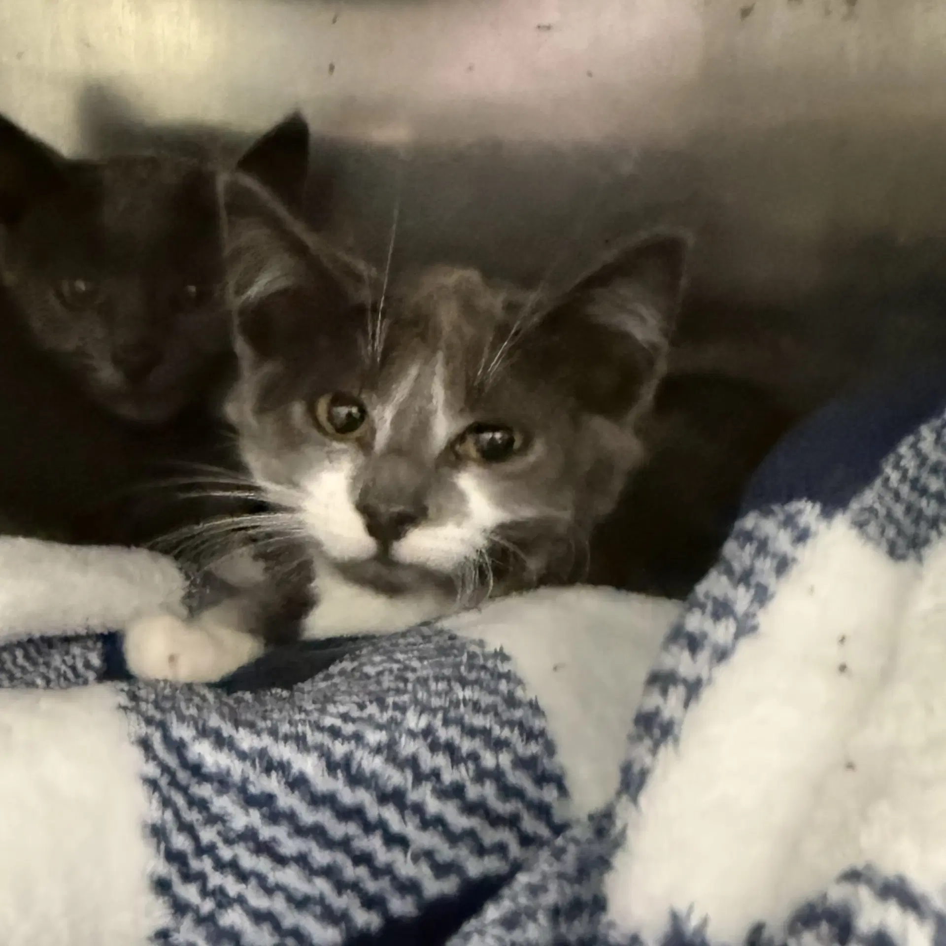 Kira Bonded W Odo - Domestic Short Hair