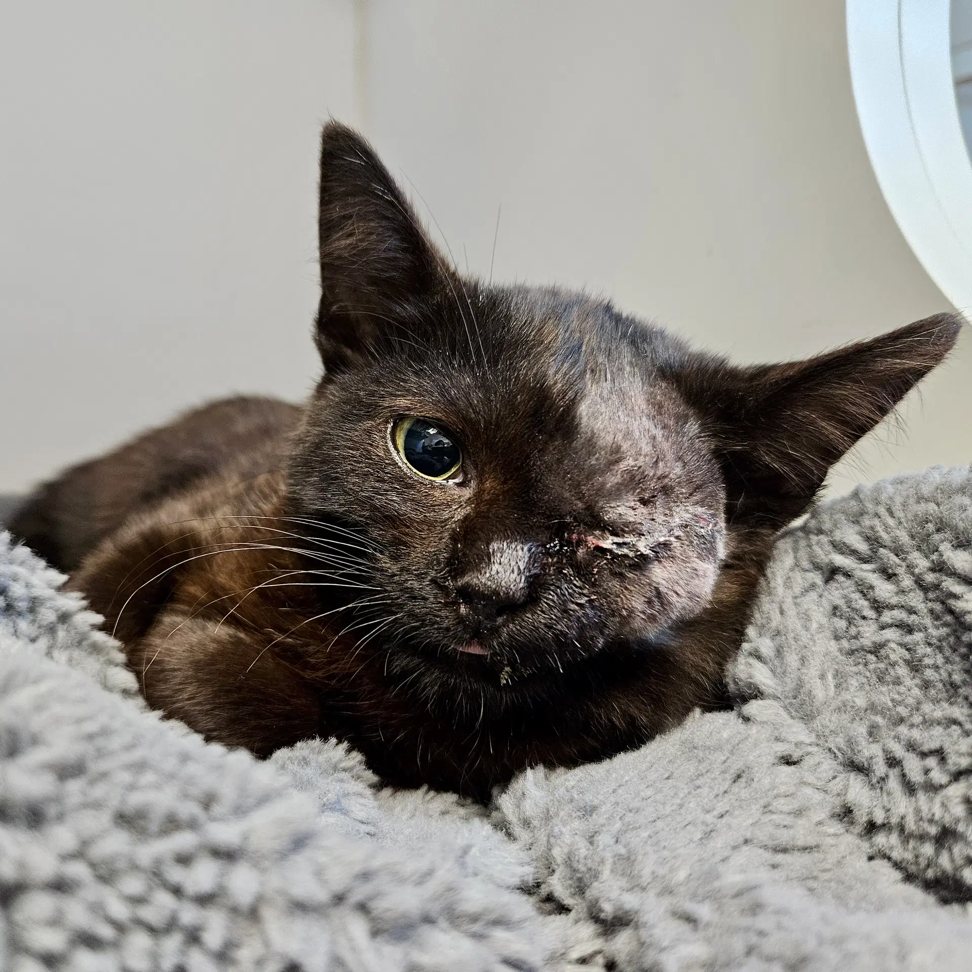 Vanilla Bean - Domestic Short Hair