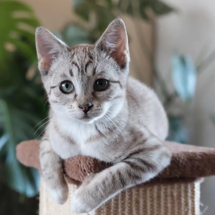 Ava - Domestic Short Hair