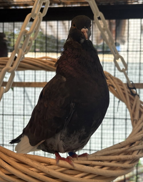 Skeeter, Mixed