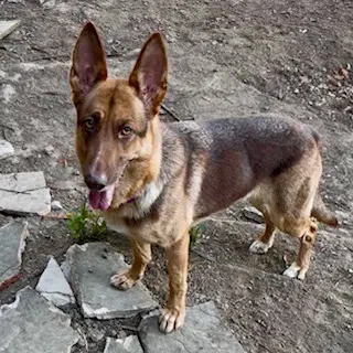 Queen Bee - German Shepherd Dog