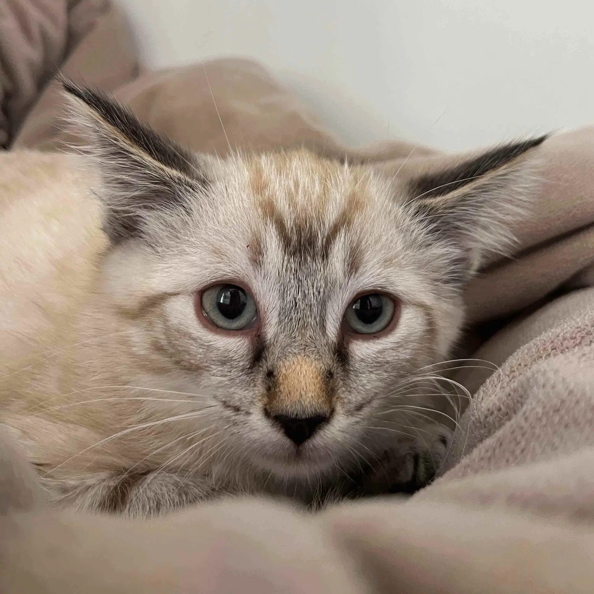 Joshua - Domestic Short Hair