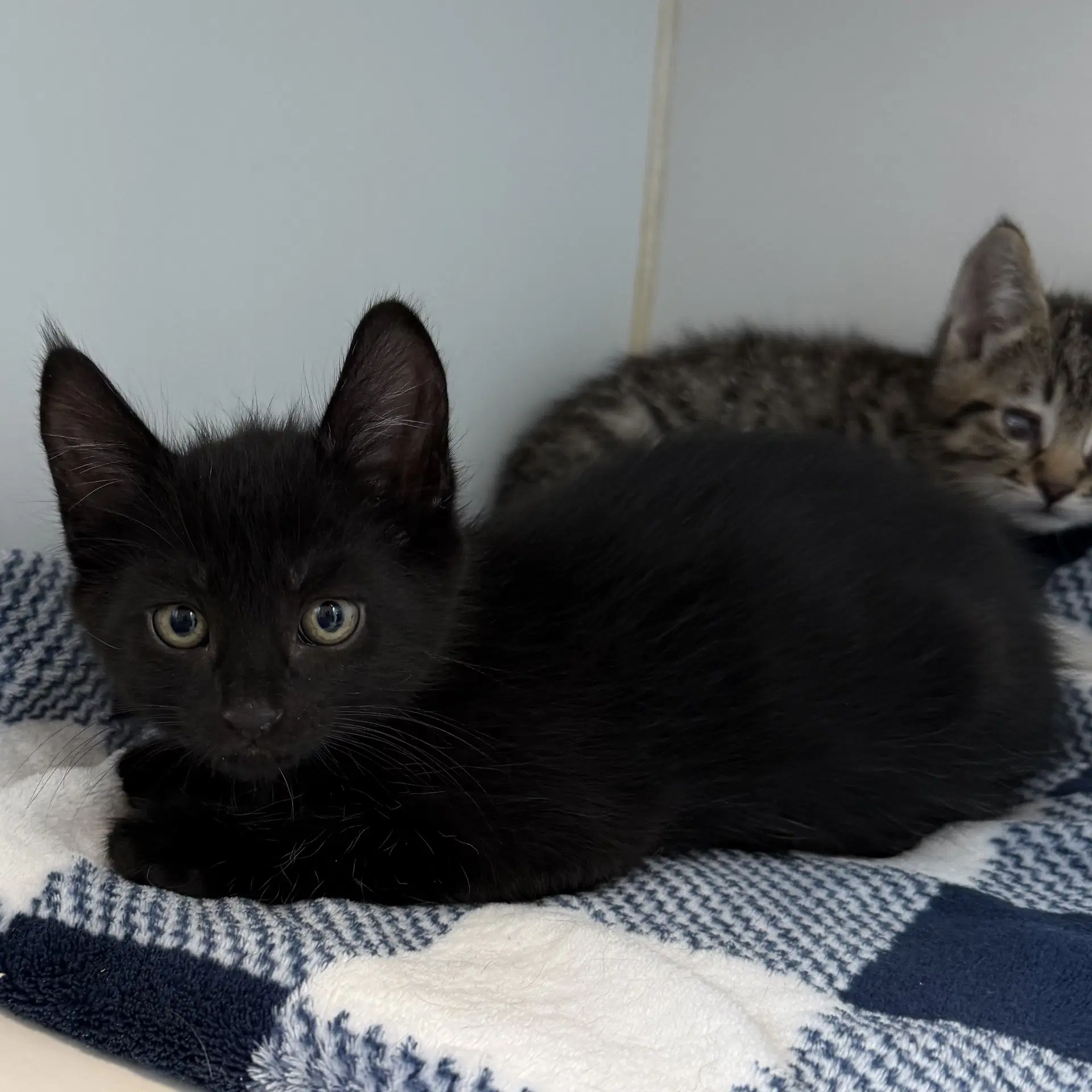 Ray Bonded W Chum - Domestic Short Hair