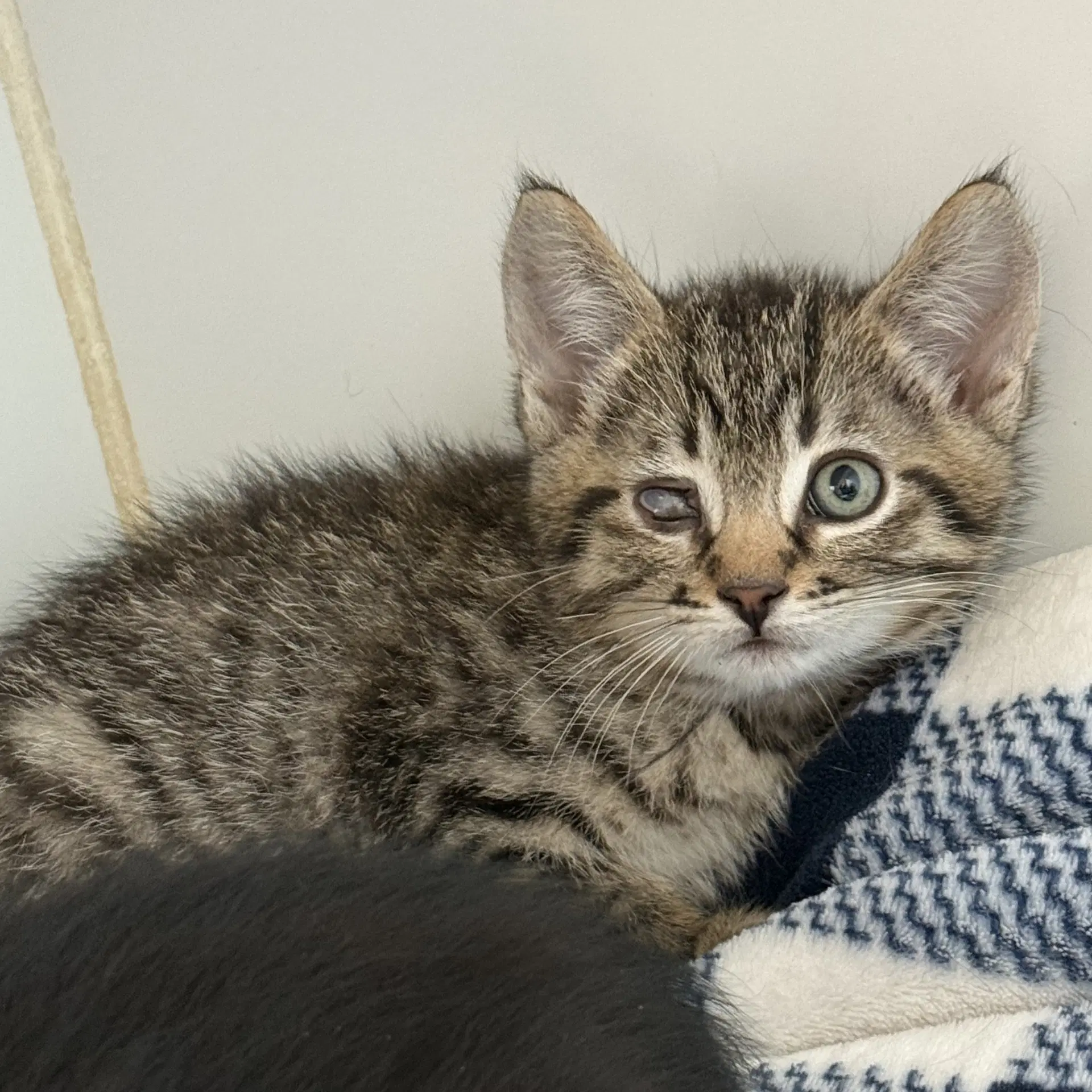 Oyster Bonded With Squid - Domestic Short Hair