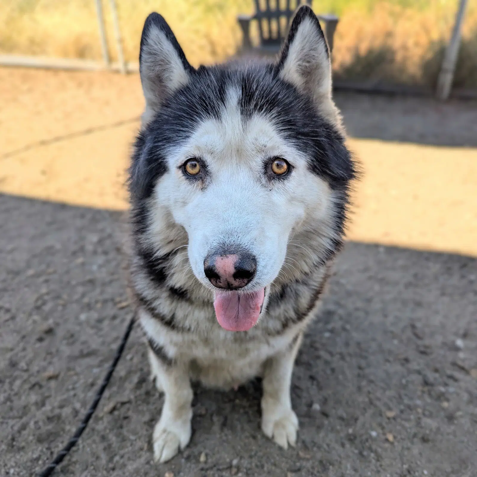 Oban - Alaskan Malamute