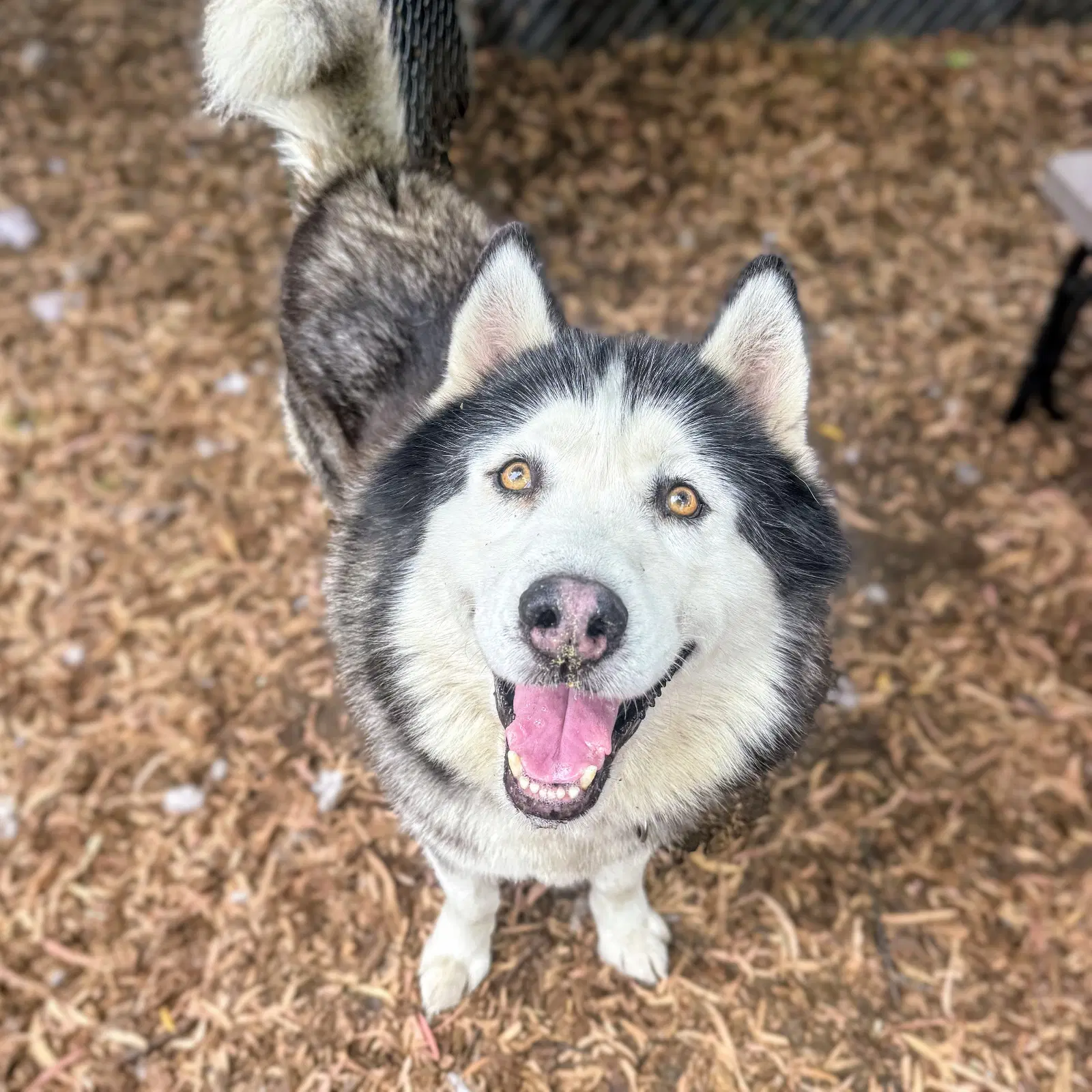 Oban - Alaskan Malamute