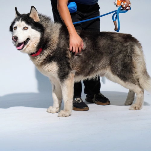 Oban, Alaskan Malamute / Mixed