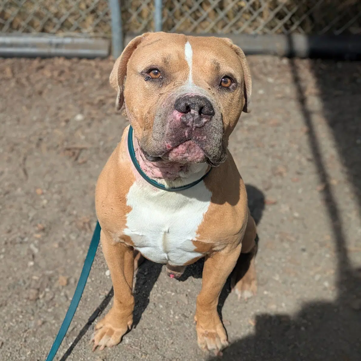Dan - Pit Bull Terrier