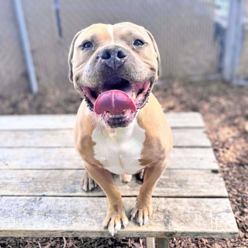 picture of the dog needing adoption