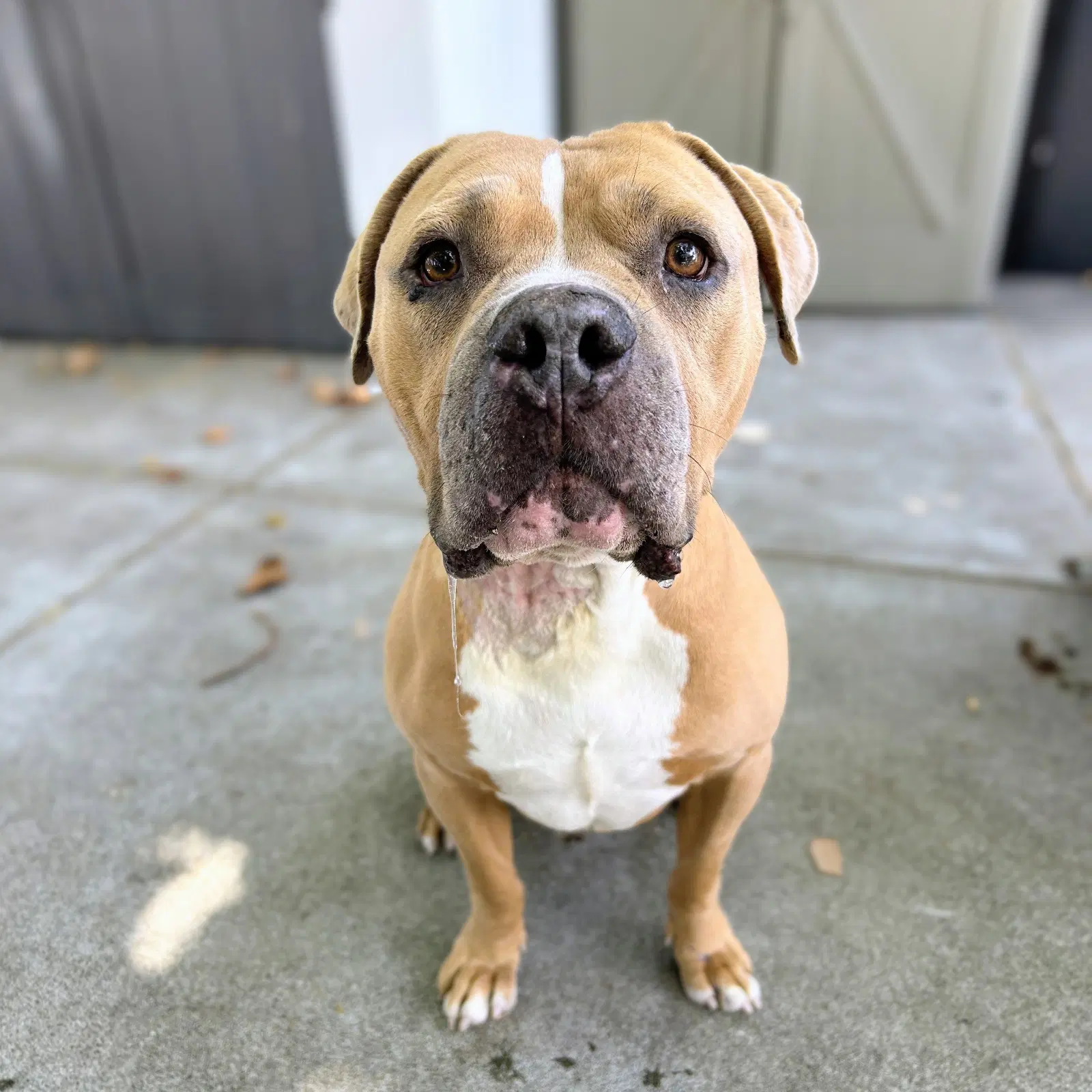 Dan - Pit Bull Terrier