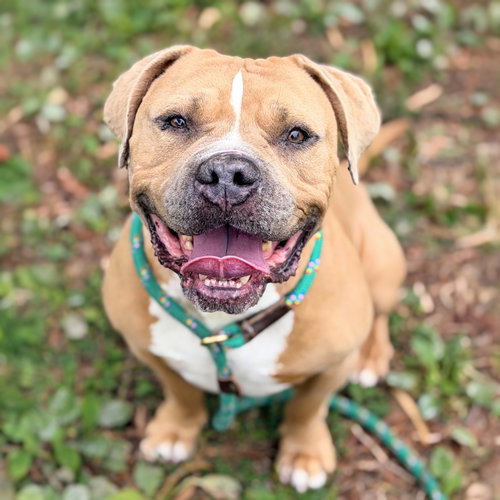 Dan, a dog for adoption from Oakland Animal Services