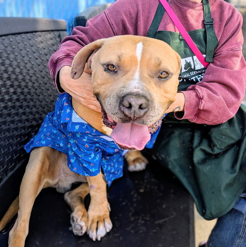Dan, Pit Bull Terrier / Mixed