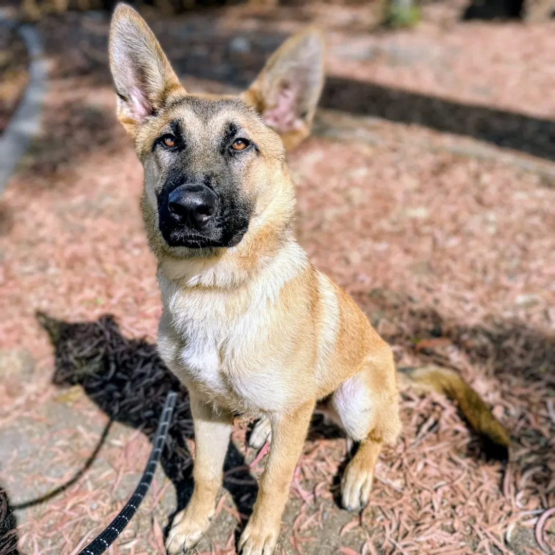Copper - German Shepherd Dog